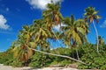 Tall palm trees on La Sagesse beach Royalty Free Stock Photo