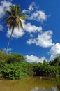 Tall palm trees on La Sagesse beach Royalty Free Stock Photo