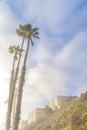 Tall palm trees near the slope with buildings at San Clemente, California