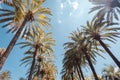 Tall palm trees on Promenade de la Croisette in Cannes