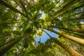 Tall palm trees rise overhead converging towards blue sky above Royalty Free Stock Photo