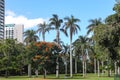 Tall palm trees and Royal poinciana Delonix regia in Brisbanes City Botanic Gardens under blue skys with two people sitting in s