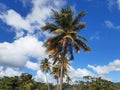 Tall palm trees shaken by the wind under tropical blue sky. Palm branches blowing in the wind. Landscape, nature and vegetation of Royalty Free Stock Photo