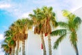 Tall Palm Trees Surrounding White Houses on Blue Sky Background. Bright Sunlight Vibrant Summer Colors.