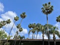 Tall palm trees with thin trunks next to leafy trees, under a clear sky Royalty Free Stock Photo