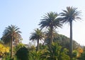 Tresco Abbey Gardens: Tall palm trees and not so tall palms against a clear blue sky, in the Isles of Scilly, Cornwall, england