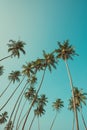 Tall palm trees on tropical coast over blue sky vintage toned Royalty Free Stock Photo