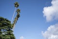 Tall palm trees. Tropical scene. Blue sky with clouds