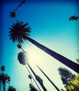 Tall palm trees under a shining sun in Los Angeles Royalty Free Stock Photo