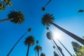 Tall palm trees under a shining sun in Los Angeles Royalty Free Stock Photo