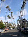 Tall palms on Santa Monica