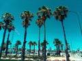 Cityscape with tropical trees Royalty Free Stock Photo