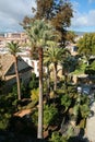 Tall palms and trees viewed from above