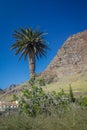 Tall palmtree in La Gomera Valle Gran Rey