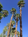 California Palmtrees