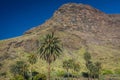 Tall palmtrees in La Gomera Valle Gran Rey