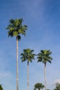 Tall palmtrees over blue sky