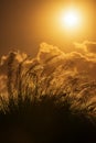 Tall pampas against bright summer's sunlight Tobago