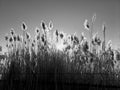 Tall pampas Cortaderia grass in a field on the background of the setting sun and blue sky. Bright Sunny summer photo. Golden ear