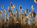 Tall pampas Cortaderia grass in a field on the background of the setting sun and blue sky. Bright Sunny summer photo. Golden ear Royalty Free Stock Photo