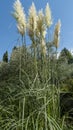 Tall pampas grass in a garden or park