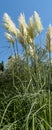 Tall pampas grass in a garden or park