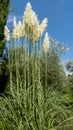 Tall pampas grass in a garden or park