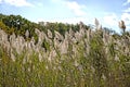 Tall Pampas grass growing on the side of road