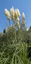 Tall pampas grass in a garden or park