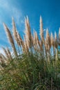 Tall Pampas grasses