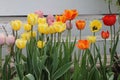 Tall pastel tulips along the fence