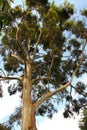 Tall Peeling Bark Tree in Uganda