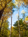tall pine, birch, oak trees lit by sun in forest