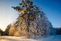 Tall pine covered in snow. Winter landscape in rural area Royalty Free Stock Photo