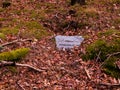 An old, forgotten cemetery covered with a high pine forest.