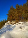 Tall pine on a snowy hill