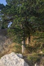 Tall pine near the seashore. Rocky Adriatic coast Royalty Free Stock Photo