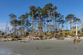 Tall pine and palmetto palm trees along the edge of a sandy beach, many fallen trees along the perimeter, blue sky