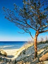 Tall pine tree among the dunes on the shore of the Baltic Sea. Royalty Free Stock Photo