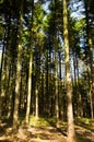 Tall pine tree forest at mount Bobija Royalty Free Stock Photo