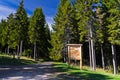 Tall pine tree forest on a sunny autumn day at mount Bobija Royalty Free Stock Photo