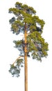 Tall pine tree. Royalty Free Stock Photo