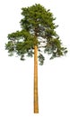 Tall pine tree. Royalty Free Stock Photo