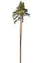 Tall pine tree. Royalty Free Stock Photo