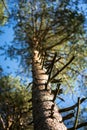 Tall pine tree with lush crown, branched trunk and sharp twigs.