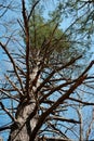 Tall Pine Tree With Broken Barbed Branches Royalty Free Stock Photo
