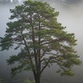 Tall Pine Tree in Misty Forest at Sunrise Royalty Free Stock Photo