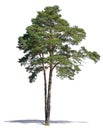 Tall pine tree isolated on white background Royalty Free Stock Photo
