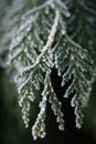 a pine tree is covered in snow with droplets of water on it Royalty Free Stock Photo