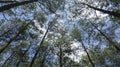 Tall pine tree tops against blue sky and white clouds Royalty Free Stock Photo